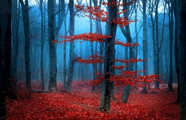 Foggy day into the forest during autumn